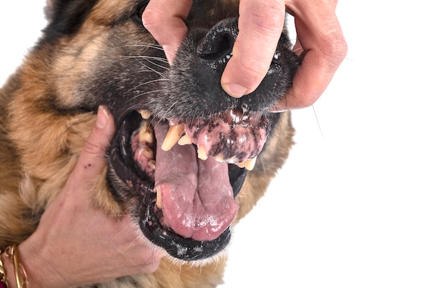 Photo teeth of old german shepherd in front of white surface