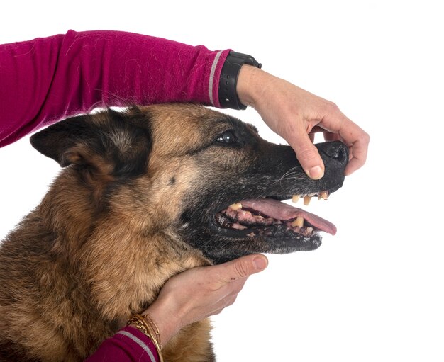 Teeth of old german shepherd in front of white surface