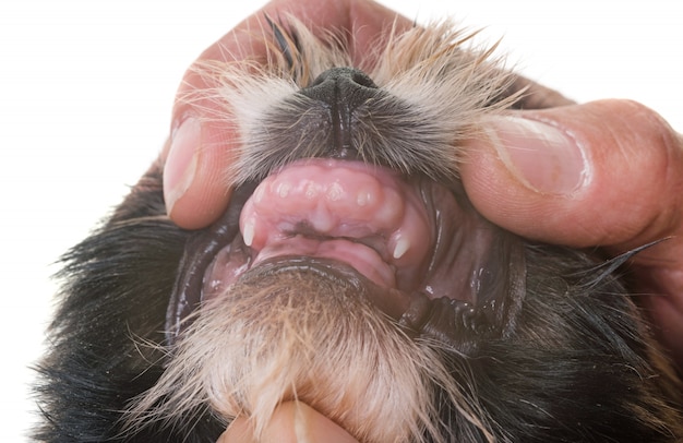 Photo teeth of puppy shih tzu