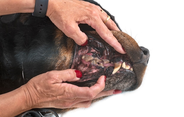 Teeth of rottweiler 