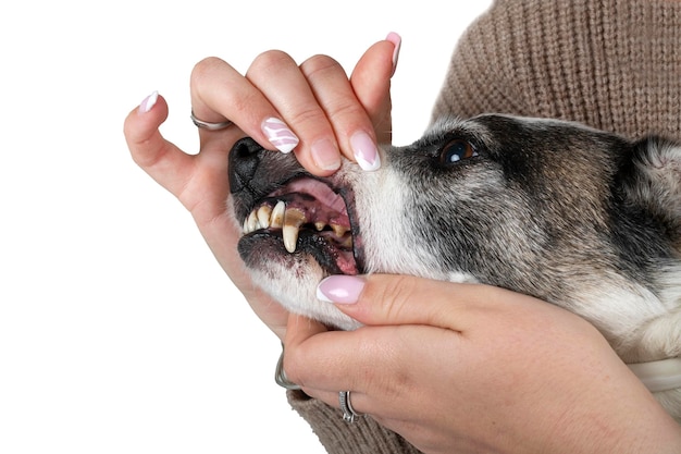 흰색 배경 앞의 강아지의 치아와 치석