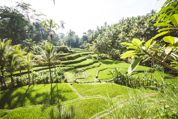 Foto terrazze di riso tegalalang a ubud, bali