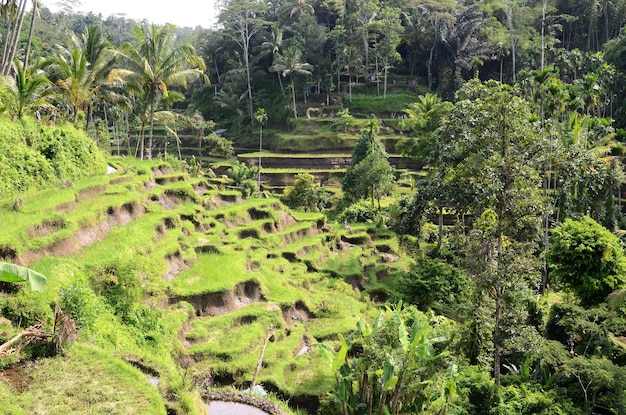 Tegalalang rijstterrassen in Ubud Bali