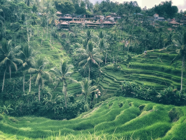 Photo tegallalang rice terrace, ubud, bali - indonesia