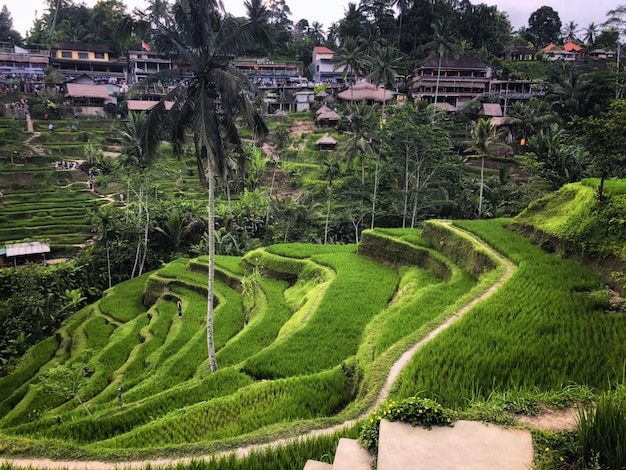 Tegallalang Rice Terrace, Ubud, Bali