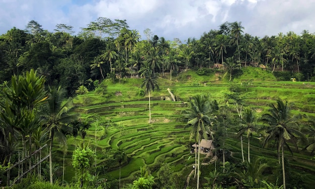 Tegallalang Rice Terrace, Ubud, Bali