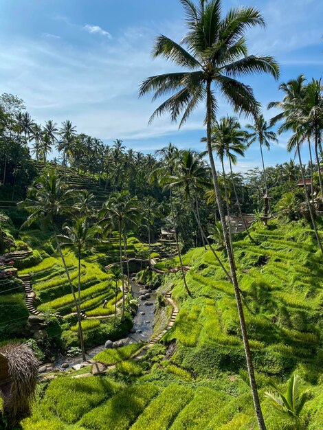 Photo tegallalang rice terraces bali indonesia stock photo