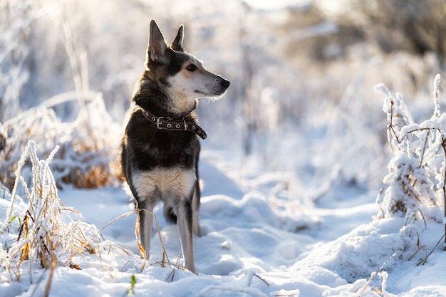 Tegen de achtergrond van vers gevallen sneeuw die de grond en het gras bedekt,