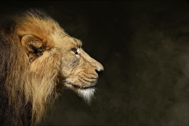 Tegen een donkere achtergrond is een leeuwenkop afgebeeld.