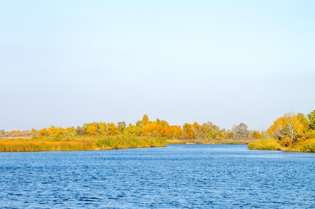 Tegenover de rivieroever begroeid met riet en bomen in de herfst