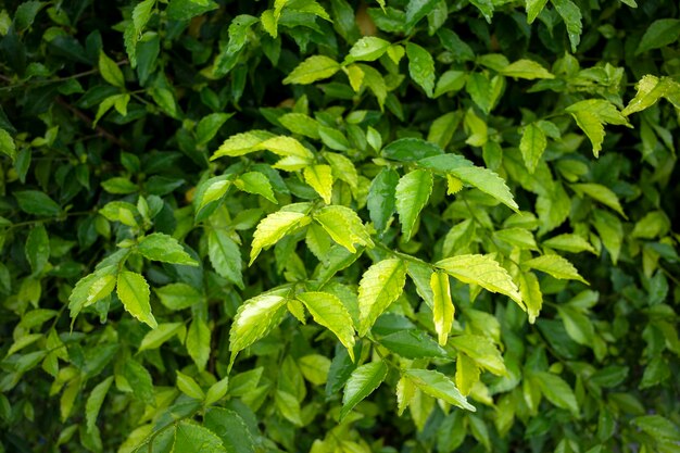 Foto tehtehan acalypha siamensis of bostee meestal gebruikt als heg en sierplant