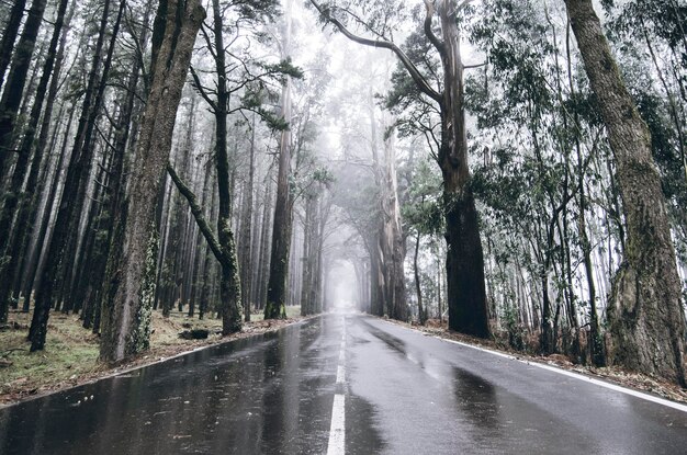 Photo teide road