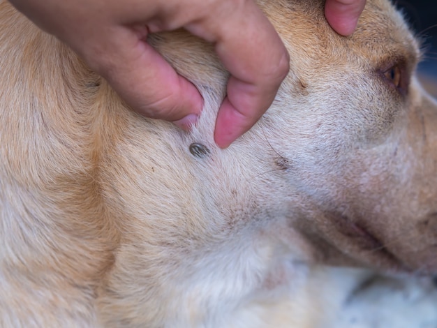 Teken zuigt bloed bij honden.