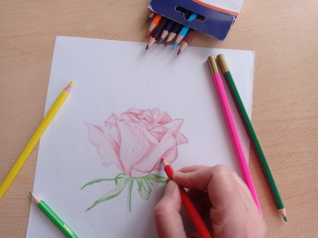 Foto tekening, vrouwelijke hand, trekt, potlood, schets, roos, rood, mooi, bloemblaadjes, creativiteit, leren