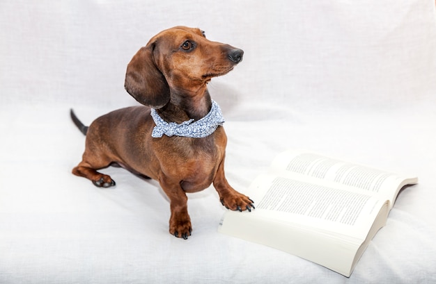 Tekkelhond geïsoleerd whit boek