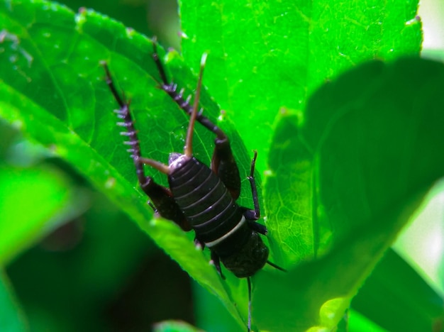 테레오그릴루스 에마 (Teleogryllus emma) 는 초록색 잎 사이에서 분리되었다