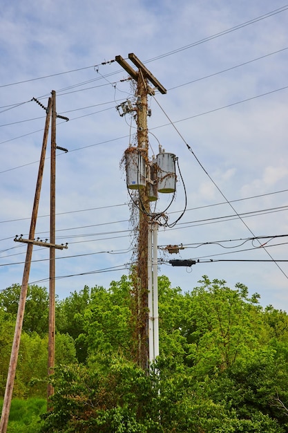 Telephone pole covered in ivy and tow poles leaning against each other in summertime aerial