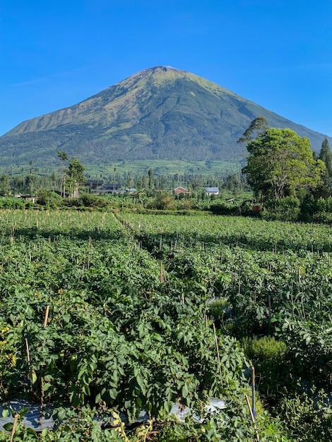 Temanggung dec 2022 Uitzicht aan de voet van de berg met een blauwe lucht op de achtergrond