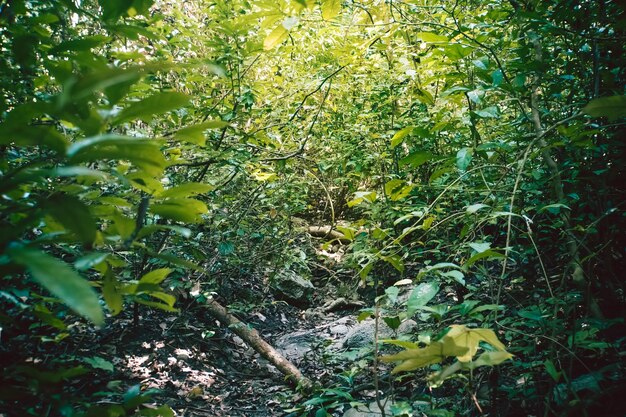 Умеренный тропический лес с папоротником