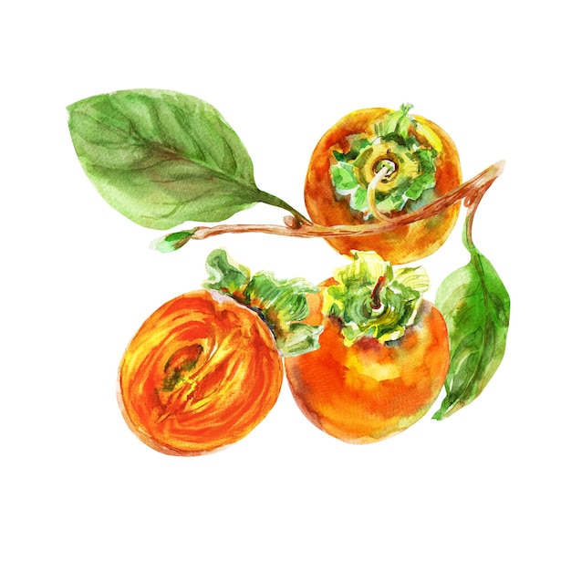 잎이 있는 파시몬 오렌지 과일의 템플릿 수채화 손으로 그린 요소 분리