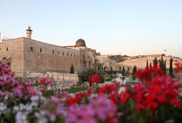 The Temple Mount, Western Wall Heritage Foundation and the old city of Jerusalem infront of the flowers, Israel.