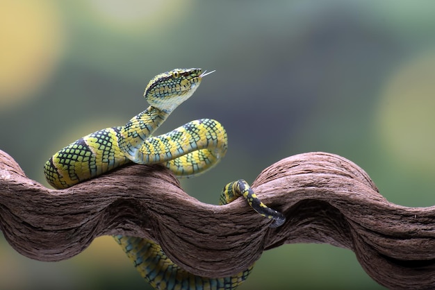 Temple pit viper in a tree branch