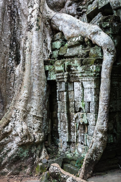 Temple with giant banyan tree