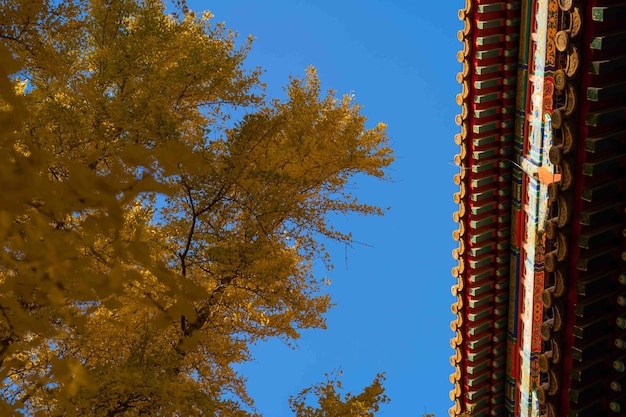 手前に木があり、背景に青い空があるお寺。