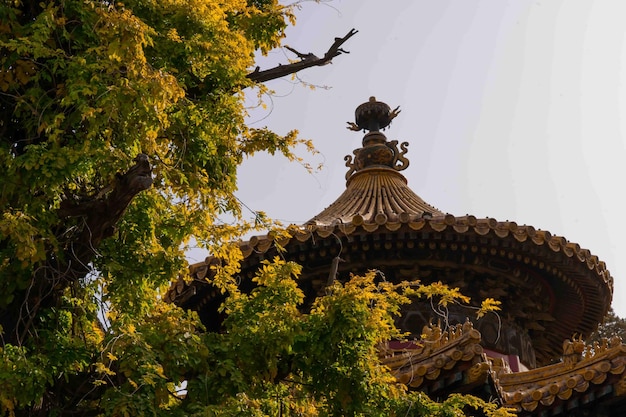 A temple with a tree in the foreground and a yellow flower in the background.