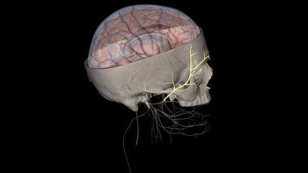 Photo the temporal branch is the superior branch of the facial nerve