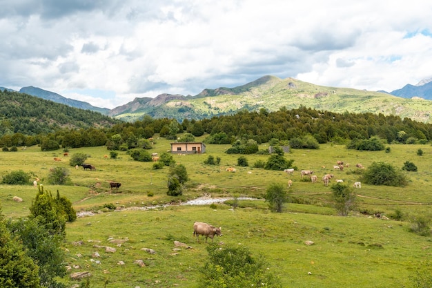 Tena Valley with cows in the Pyrenees Huesca Spain Nature