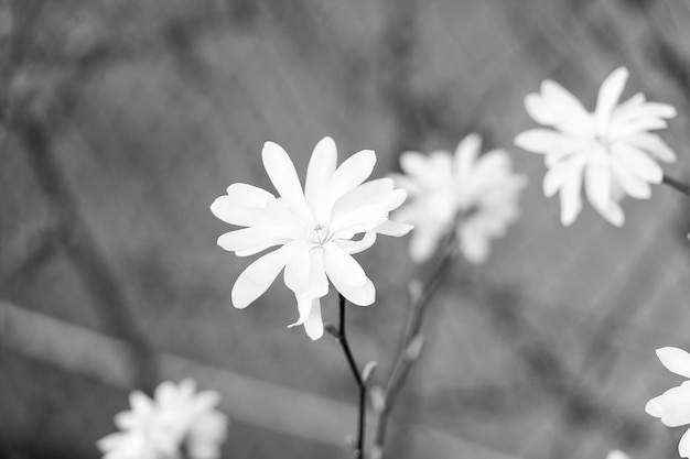 Tender bloom White flower on thin branch close up Nature concept Botany and biology Floral shop Spring blossom Tenderness and innocence Tiny petals flower Little flower in natural environment