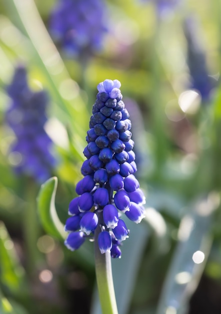 Tender blue muscari flowers in spring garden. Blue flowers. Muscari neglectum. Grape hyacinth.