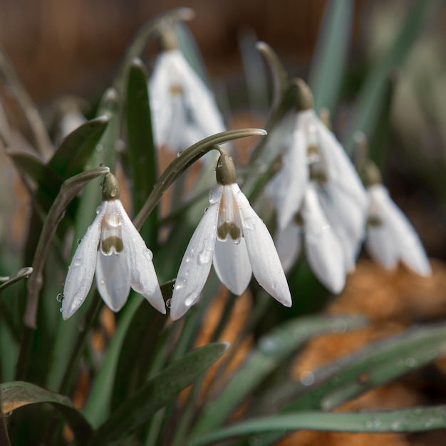 Tender first spring flowers white snowdrops in a forest clearing closeup