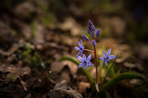 Tender first spring March flowers lilac blue pasqueflower snowdrop Blooming blue crocuses in the high mountains in early spring Spring background Spring flowers crocus growing in wild