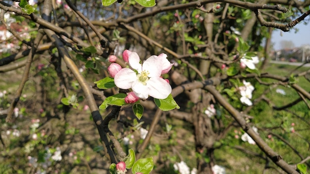 사과나무의 부드러운 꽃잎 무성한 흰색 꽃의 사과나무 유봉과 수술이 눈에 띈다 과수원의 봄 농사 시작