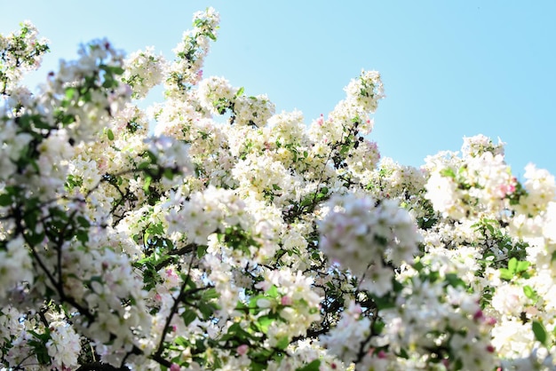 Fiori teneri sfondo blu cielo sfondo floreale allergia primaverile botanica e giardinaggio fiori di melo piante di miele fiori d'ispirazione concetto di giardino botanico sfondo di fiori di ciliegio