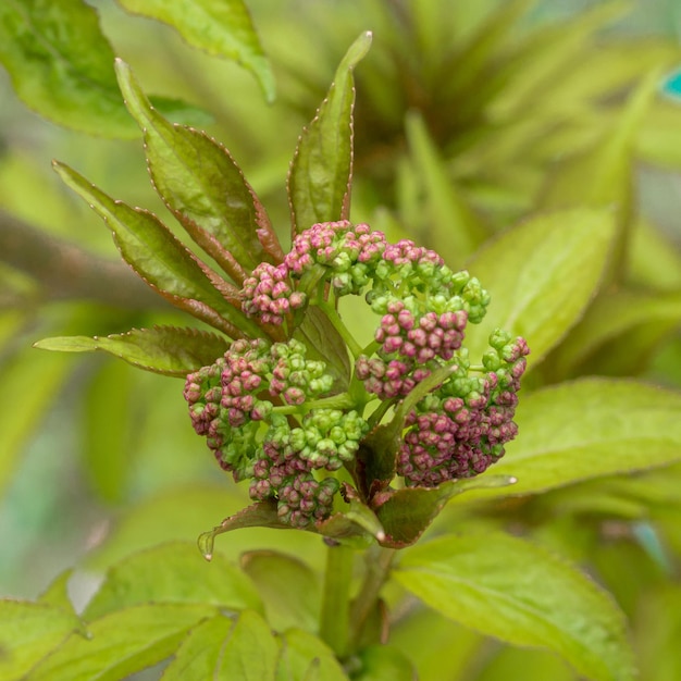 Tender green sprigs of blossoming elderberry closeup