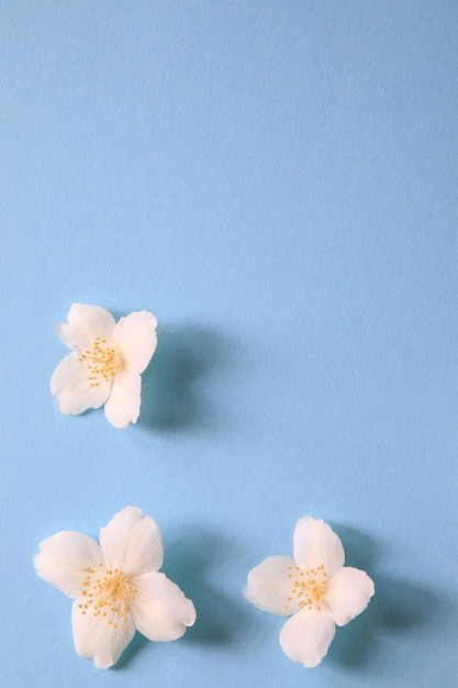 Tender jasmine flowers on blue background Jasmine Other names are Jasminum Melati Jessamine Oleaceae flowers Space for text