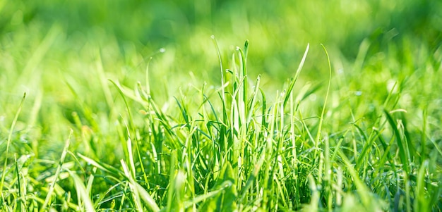 写真 日光のまぶしさと露のしずくで柔らかくジューシーな草夏の草