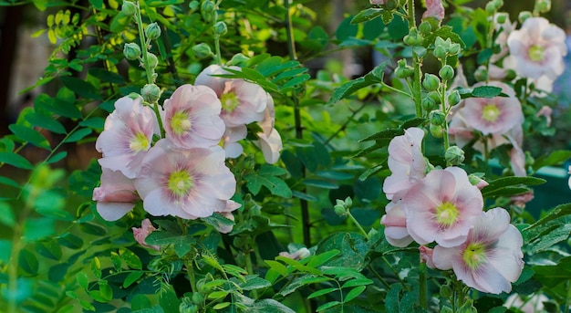 Tender mallow Malvaceae Alcea Rosea common hollyhock flowers in a summer garden