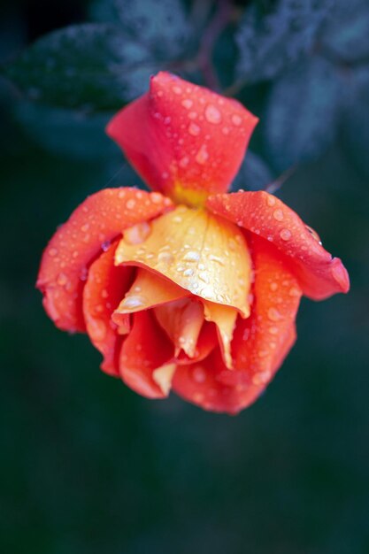 Tender orange rose in raindrops with copy space Card Beauty of nature Floriculture hobby