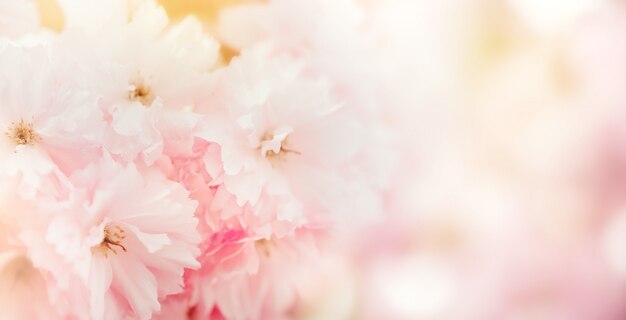 写真 優しいパステルピンクの花の背景