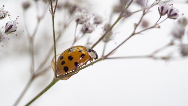 tender photo of a ladybug on a white flower