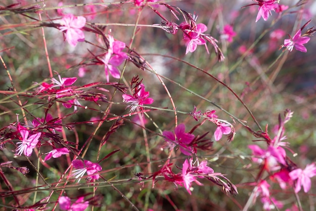 Tender pink flowers of Lindheimers beeblossom or Butterfly Gaura Gaura lindheimeri in flowerbed Gaura siskiyou pink variety