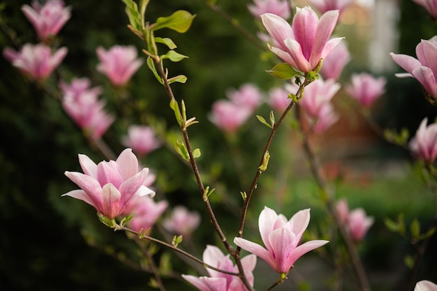 Tender pink flowers of magnolia tree blossom in springtime