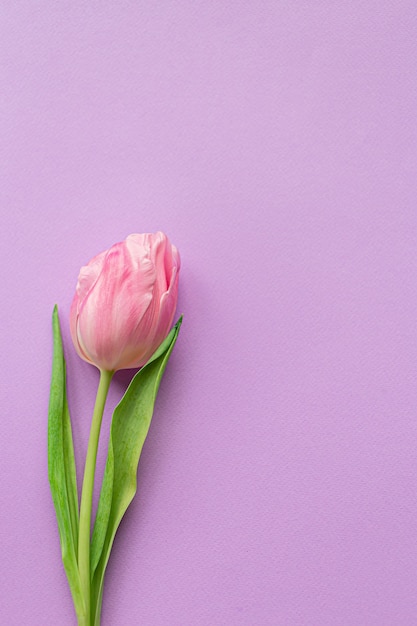 Tender pink tulip on left side of pastel violet background.