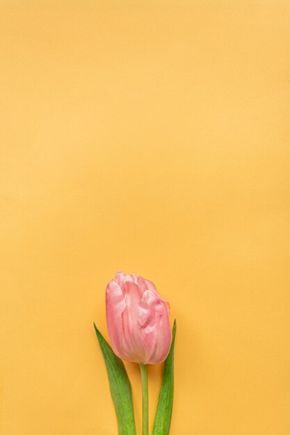 Photo tender pink tulip on pastel yellow background. greeting card for women's day. flat lay. copy space. place for text. concept of international women's day, mother's day, easter. valentines love day