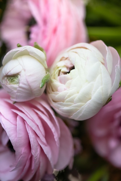 Tender ranunculus flowers
