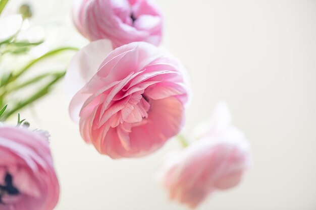 優しいラナンキュラスの花